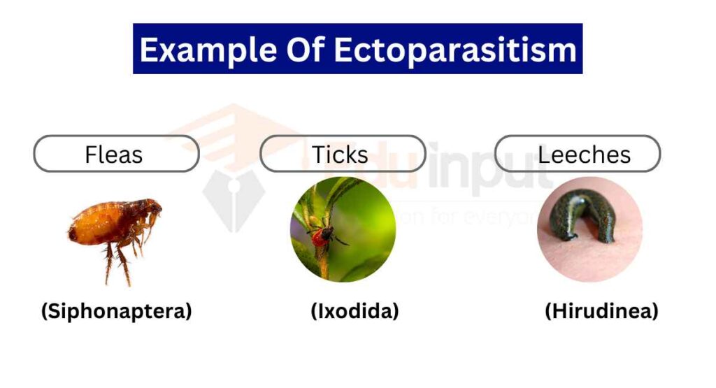 image showing ectoparasitism examples