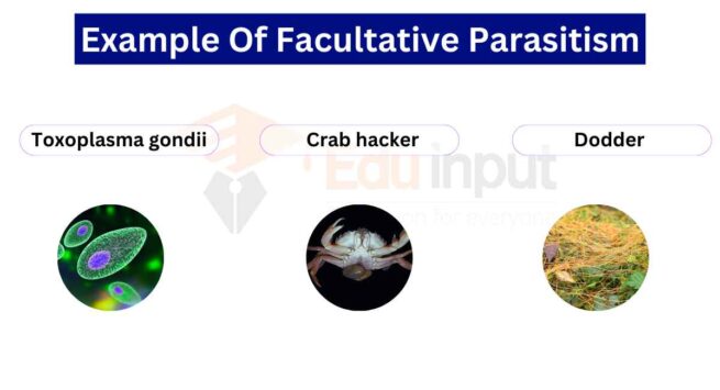 essay on evolution of parasite