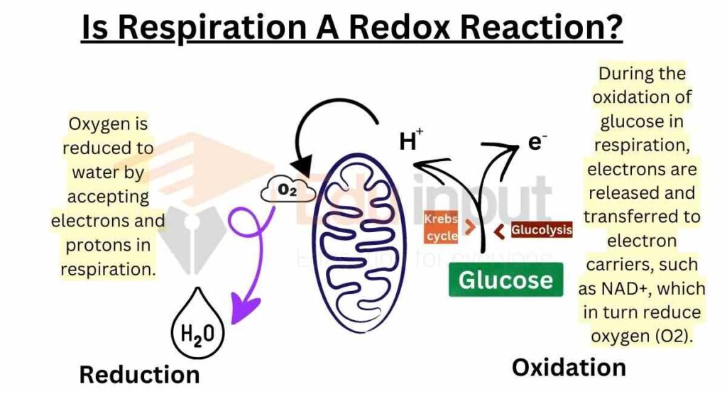 image showing Is Respiration A Redox Reaction
