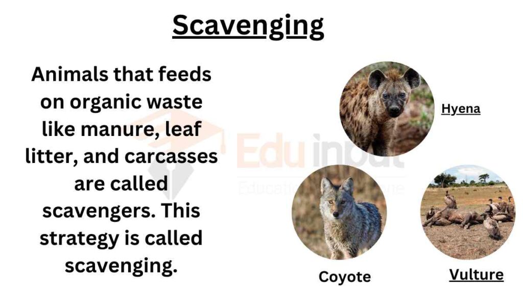 IMAGE SHOWING Scavenging as animal's strategy of getting food 