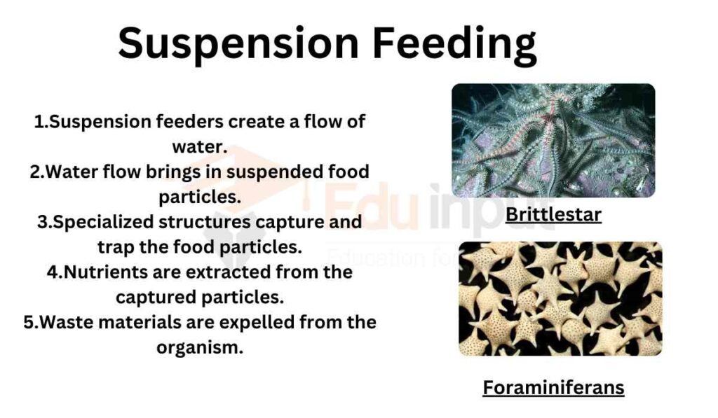image showing Suspension Feeding as animal's strategy of getting food