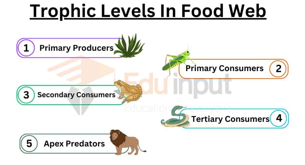 image showing Trophic Levels In A Food Web