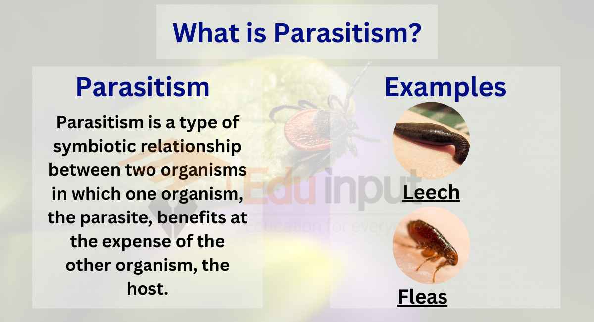 examples of parasitism relationship in animals