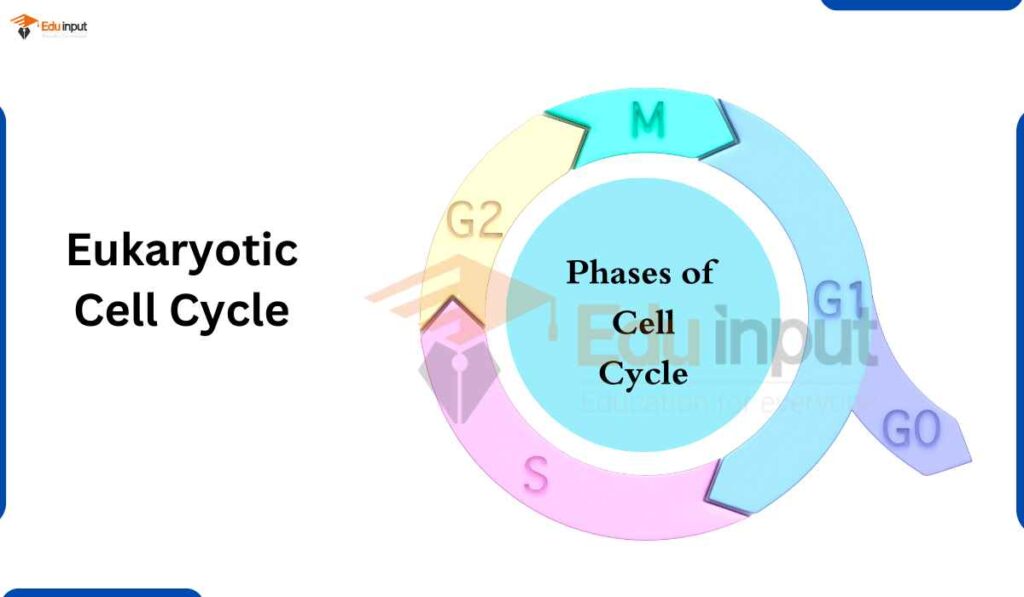 image showing eukaryotic cell cycle