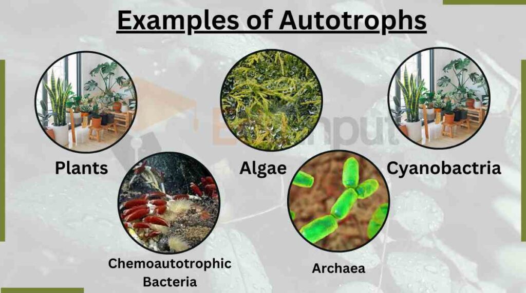 image showing Examples of Autotrophs