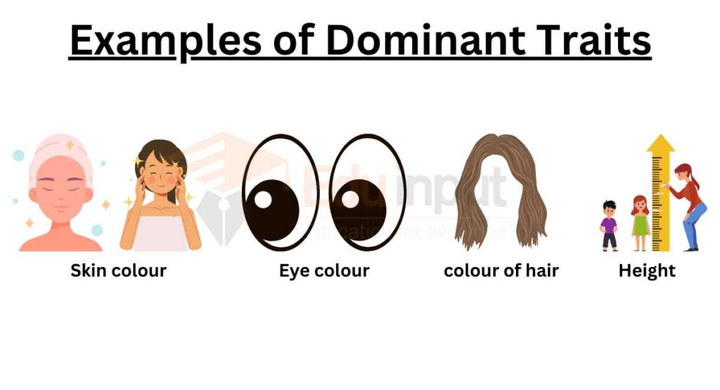 image showing examples of dominant traits