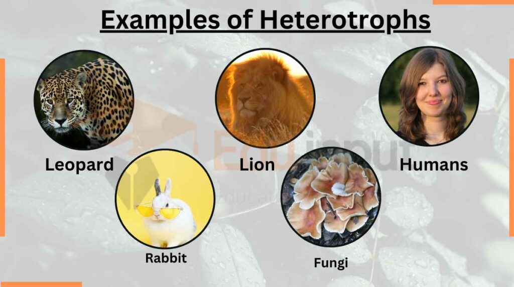image showing Examples of Heterotrophs 