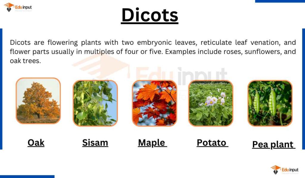 image showing dicotyledon plants definition and examples name