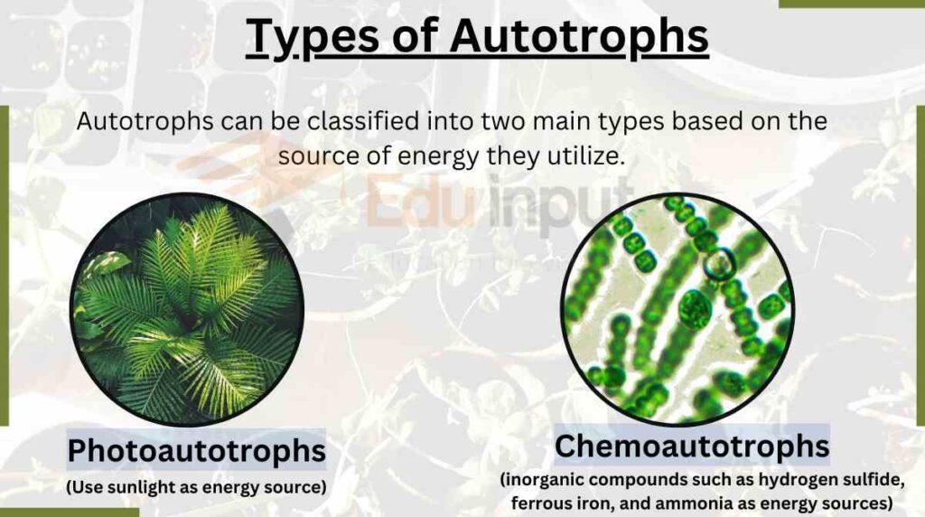 image showing Types of Autotrophs