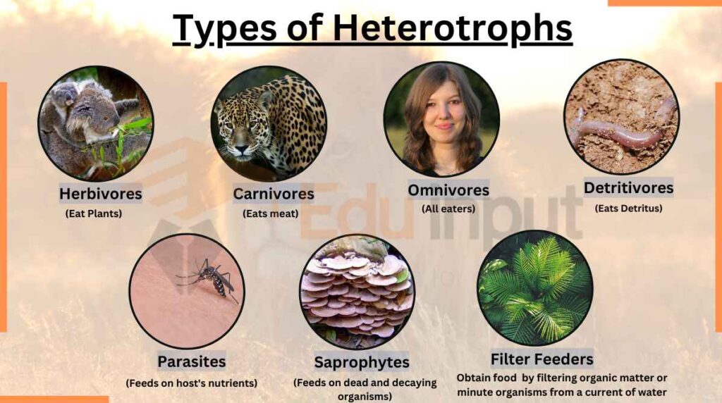  image showing Types of Heterotrophs 