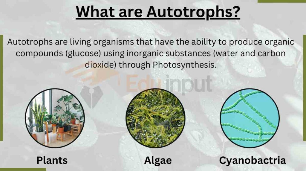 image showing What are Autotrophs in biology