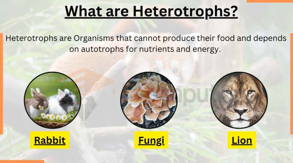 Image showing What are Heterotrophs