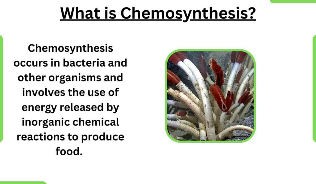image showing what is chemosynthesis
