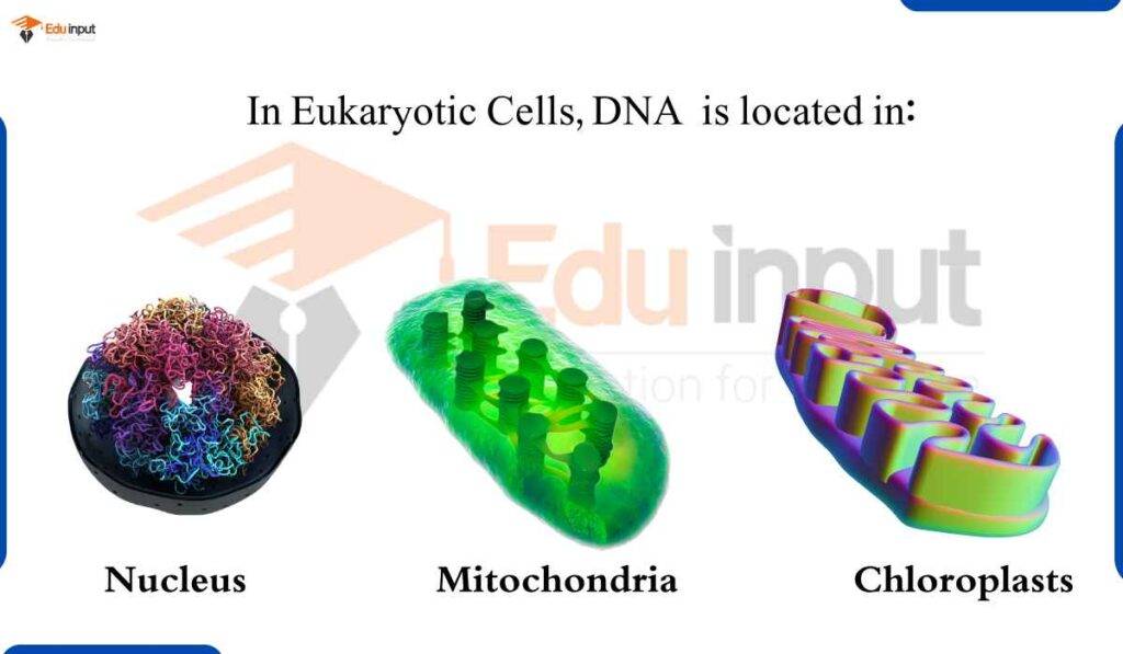 image showing where can you find DNA in a eukaryotic cell
