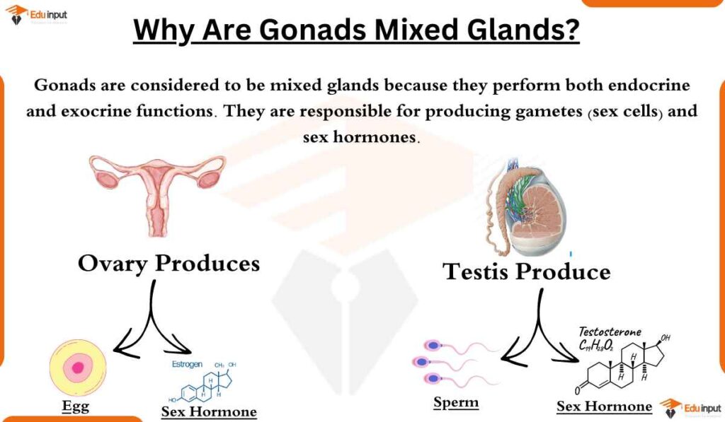 image showing Why Are Gonads Mixed Glands?