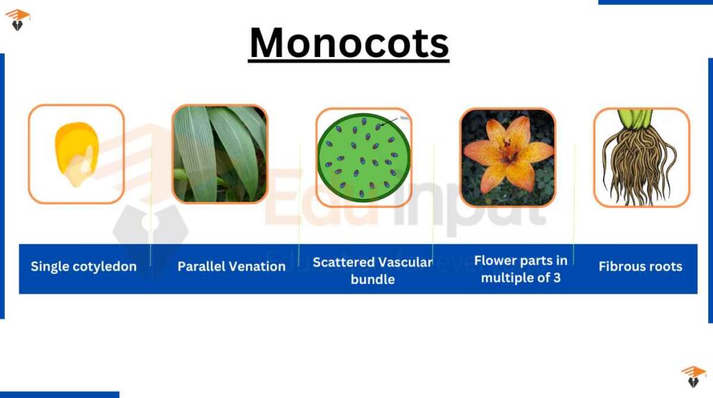 image showing characteristics of monocots