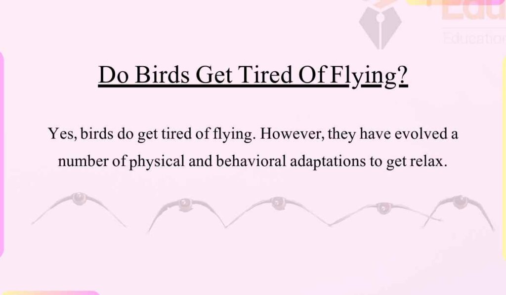 do-birds-get-tired-of-flying