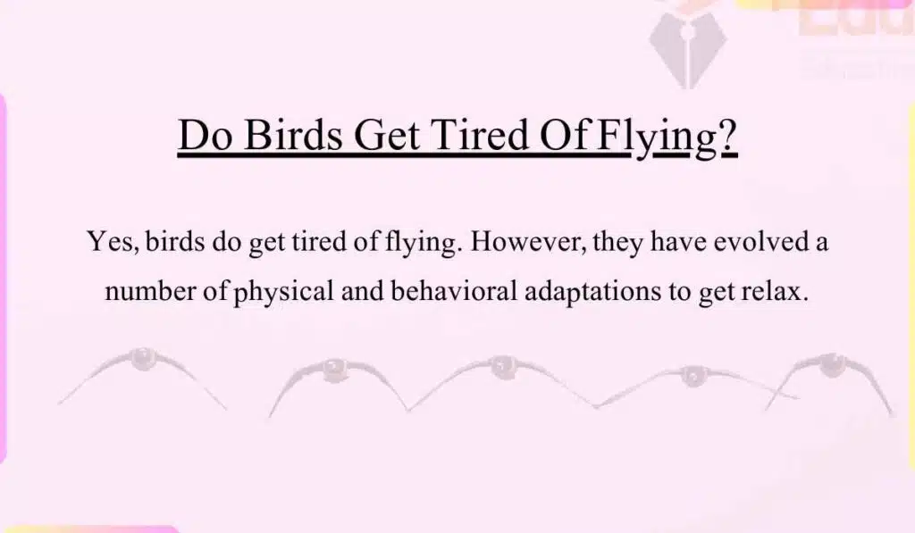 image showing Do Birds Get Tired Of Flying?