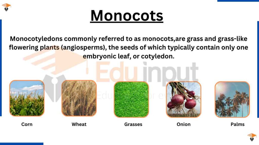 image showing examples of monocots