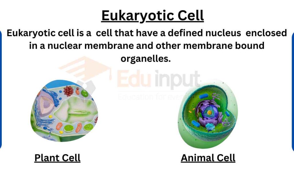 image showing what is eukaryotic cell