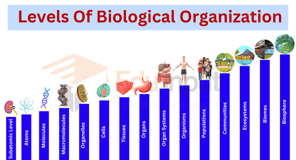 image showing 15 levels of biological organization