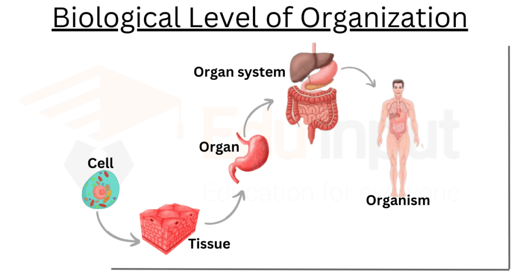 image showing 5 levels of organization 