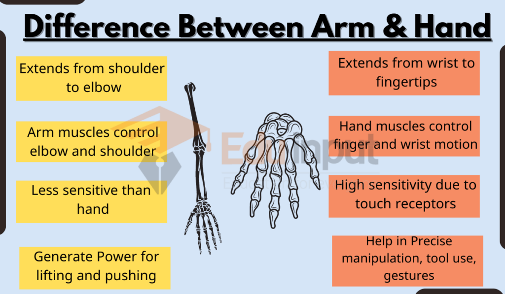 image showing Difference Between Hand and Arm