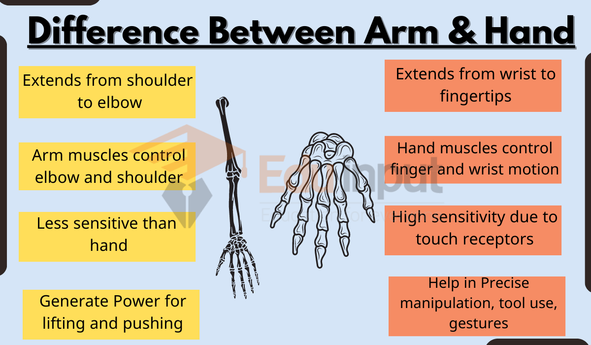 Difference Between Arm Hand Image 