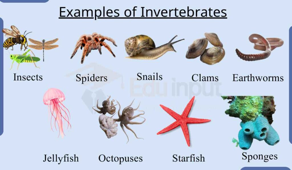 image showing Examples of Invertebrates
