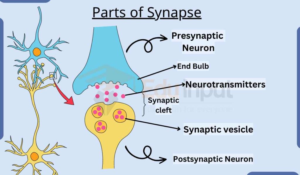 images showing parts of synapse