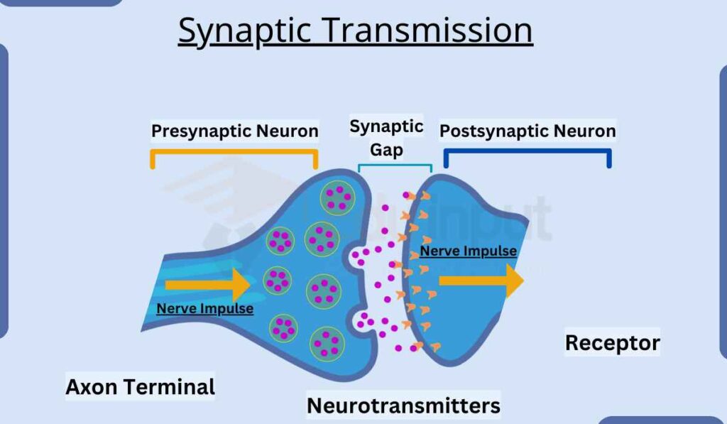 image showing diagram of synaptic transmission