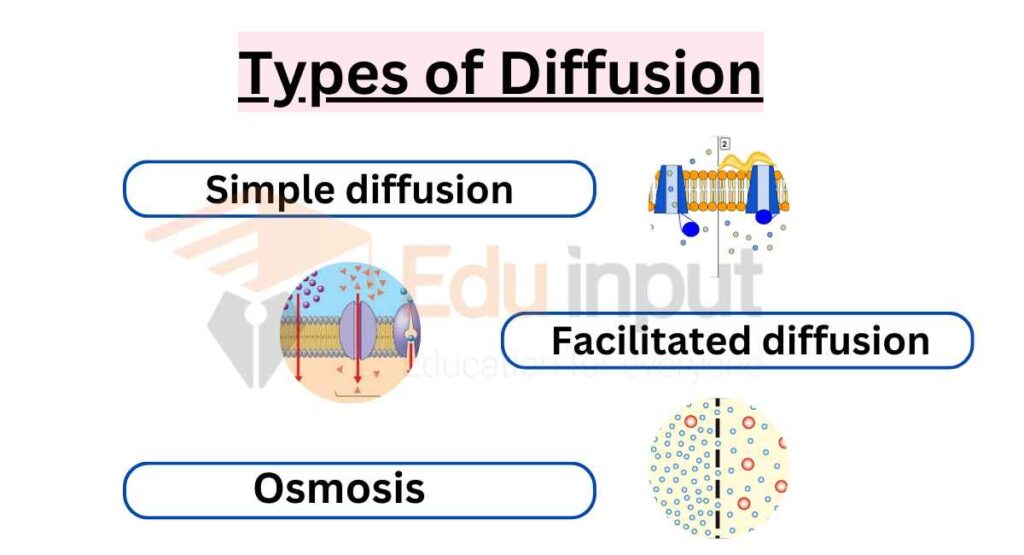 image showing types of diffusion