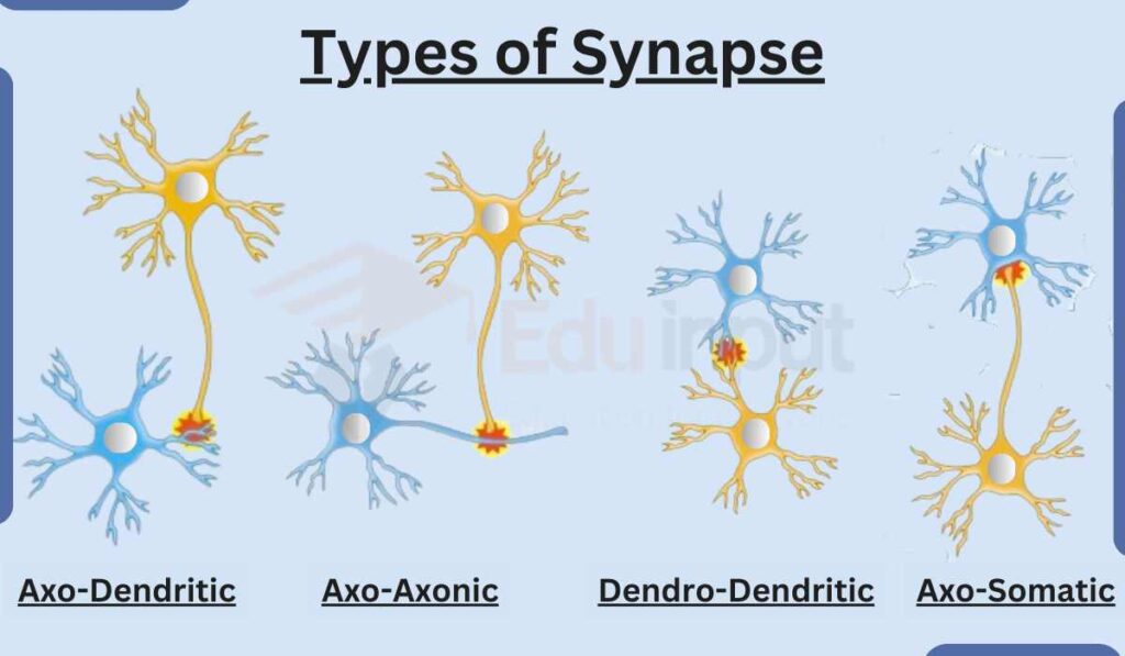 Types of synapse image