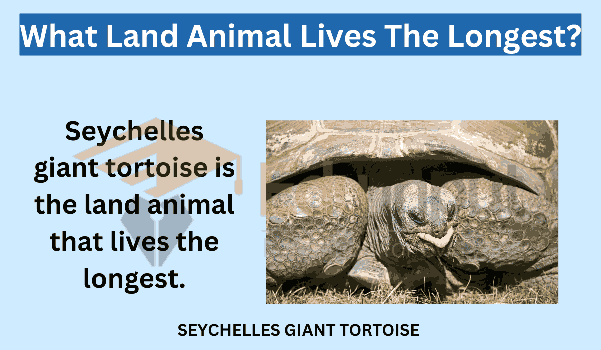 What Land Animal Lives The Longest?