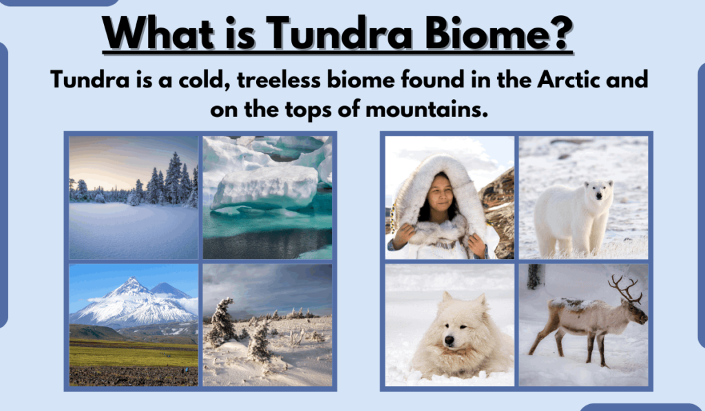 IMAGE SHOWING What is Tundra Biome?