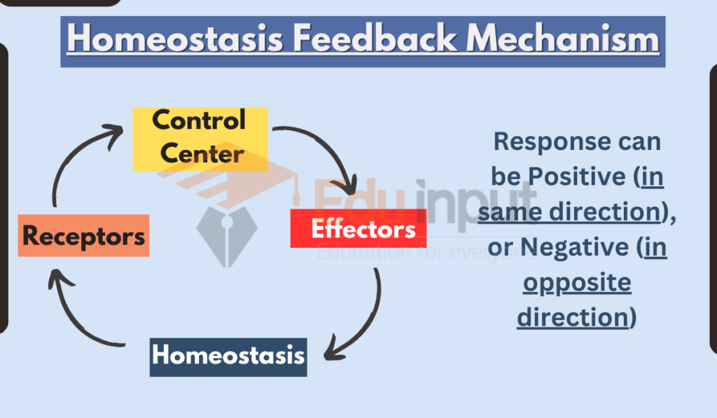 image showing Homeostasis Feedback Mechanism