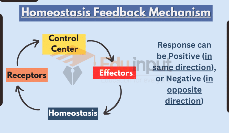 Homeostasis-Definition, Objectives, Examples, Importance, and Levels of ...