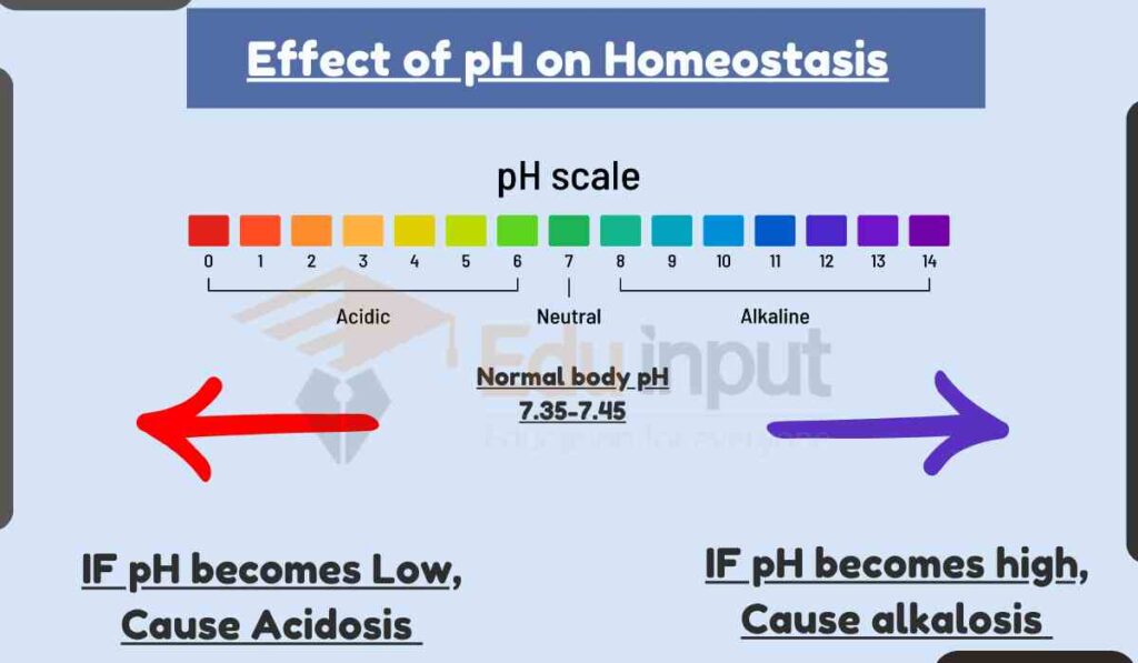 IMAGE Showing How Homeostasis Is Affected By pH