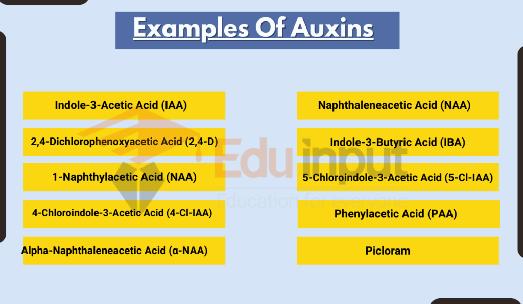 image showing 10 Examples Of Auxins