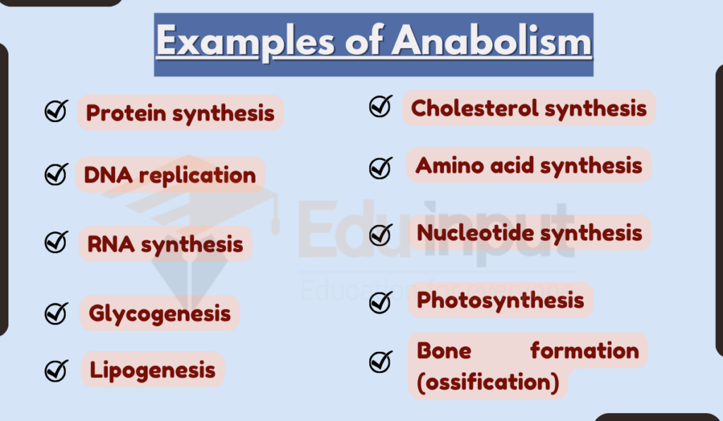 image showing Examples of Anabolism