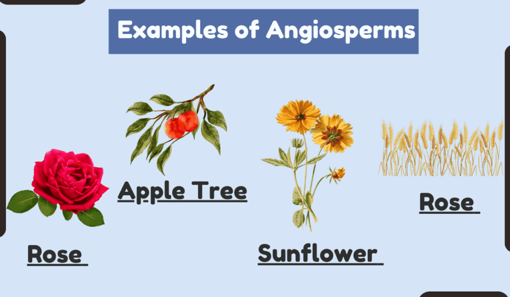 image showing Examples of Angiosperms