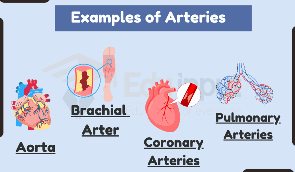 image showing Examples of Arteries
