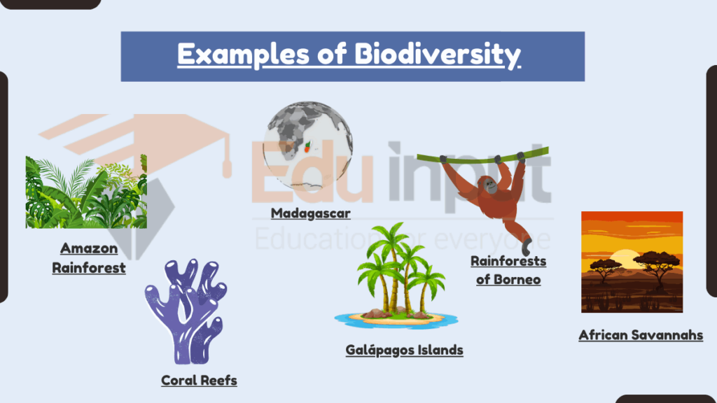 image showing Examples of Biodiversity