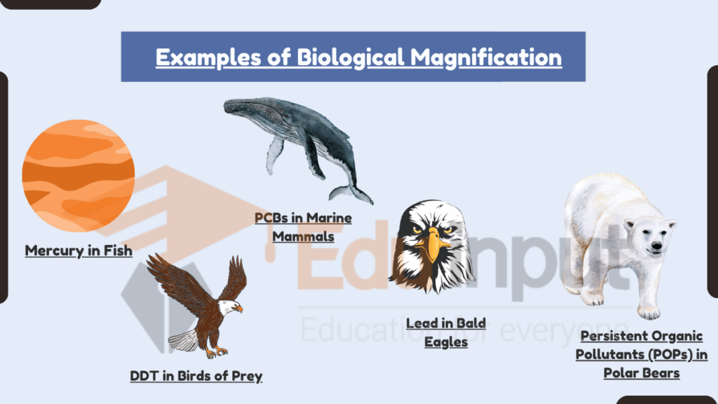 image showing Examples of Biological Magnification
