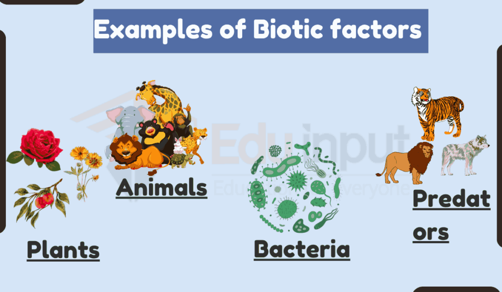 image showing Examples of Biotic factors in an Ecosystem