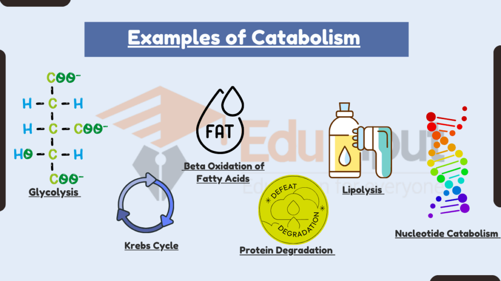 image showing Examples of Catabolism