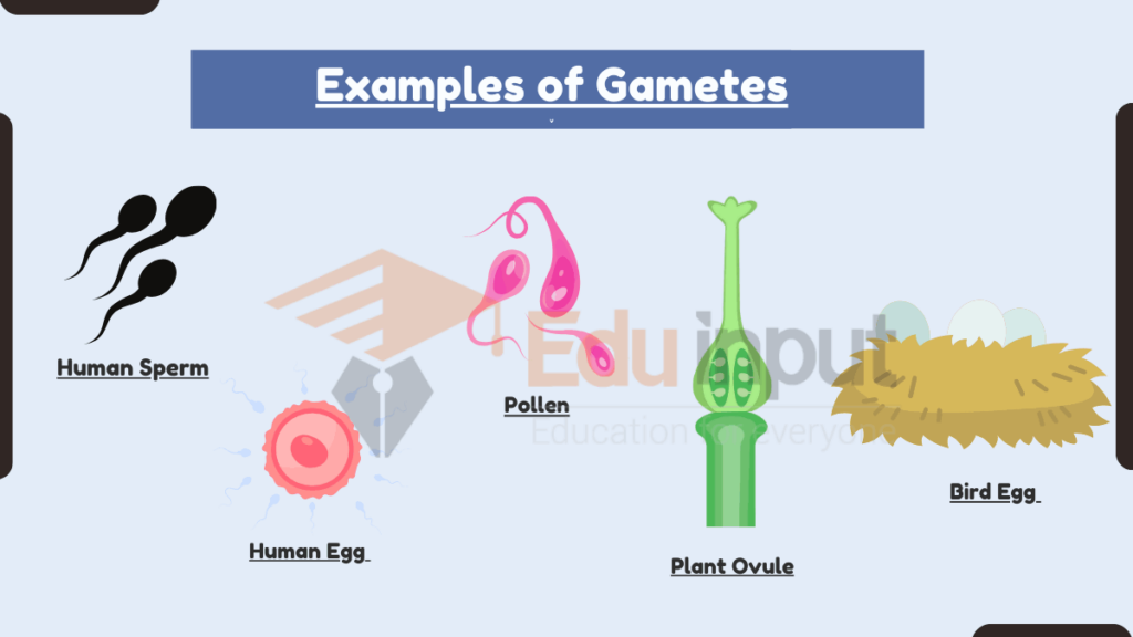 image showing Examples of Gametes