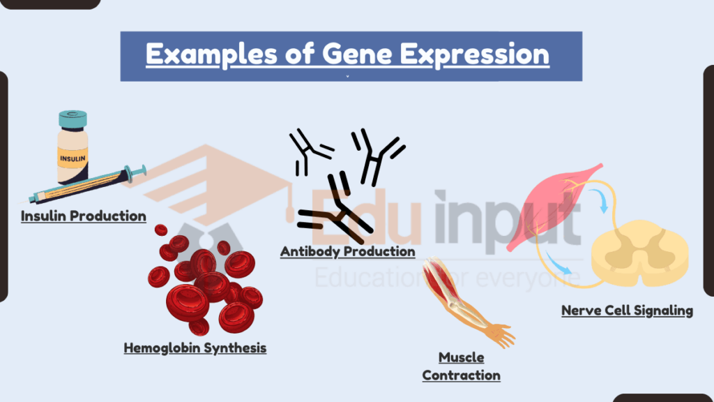 image showing Examples of Gene Expression