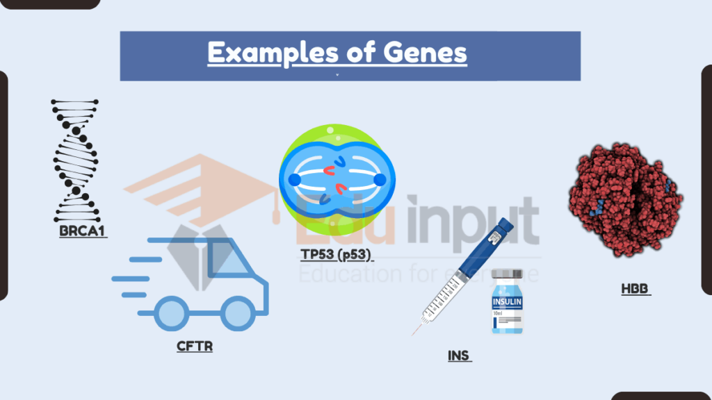 image showing Examples of Genes