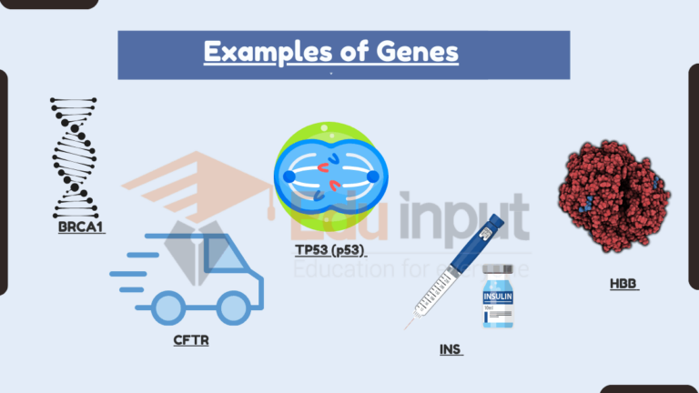 10 Examples of Genes